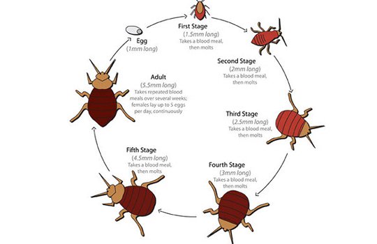 Bed Bug Treatment