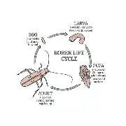 Bed Bug Treatment