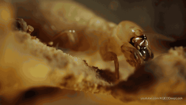 Termites